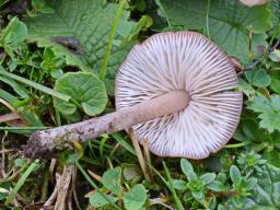 Entoloma catalaunicum
