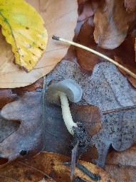 Helvella ephippium
