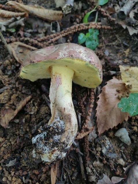Xerocomus subtomentosus