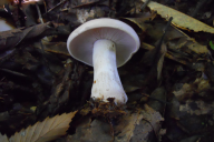 Lepista glaucocana