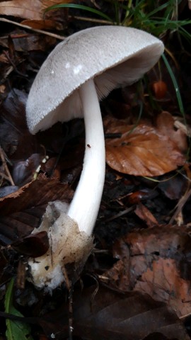 Volvariella taylorii