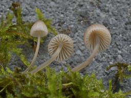 Linopodium filopes
