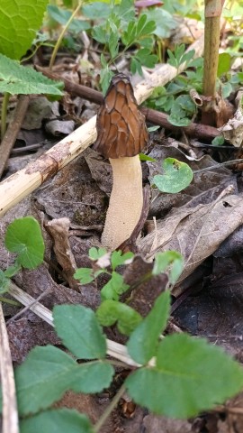 Morchella semilibera