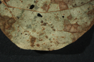 Uromyces appendiculatus