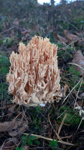 Ramaria formosa