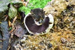 Coprinellus domesticus