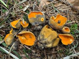 Caloscypha fulgens