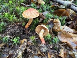 Cortinarius bolaris