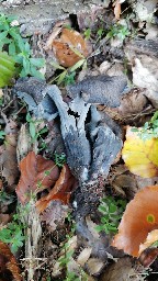 Craterellus cornucopioides