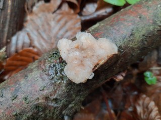 Naematelia encephala