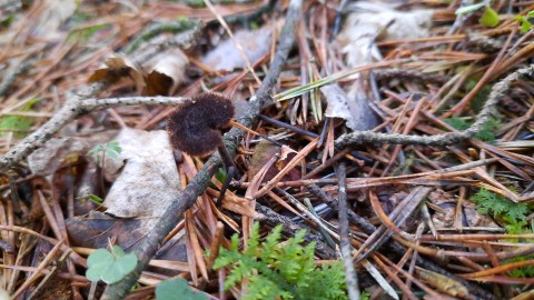 Auriscalpium vulgare