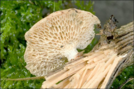 Neofavolus alveolaris