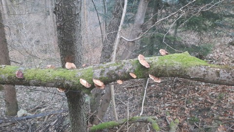 Daedaleopsis confragosa