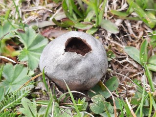 Bovista plumbea