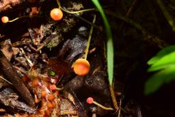 Pruinomycena acicula