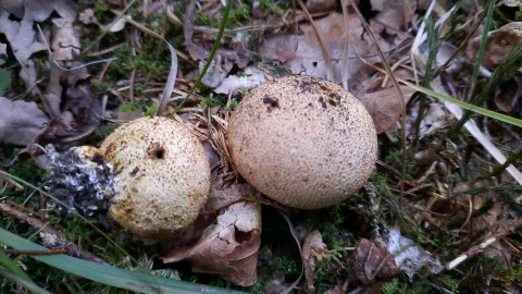 Scleroderma citrinum