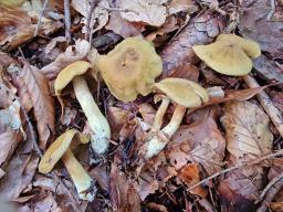 Cortinarius venetus
