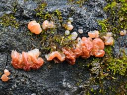 Ditangium cerasi