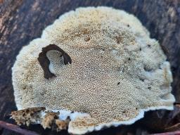 Trametes suaveolens
