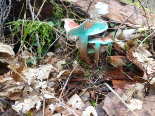 Hypholoma lateritium