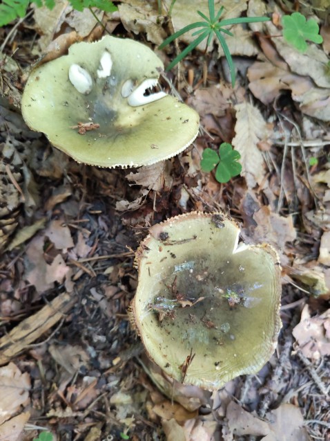 Russula aeruginea