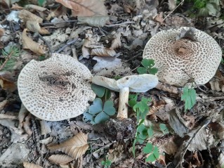 Echinoderma asperum