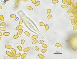 Inocybe geophylla