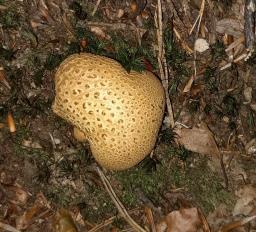 Scleroderma citrinum