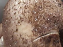 Armillaria ostoyae