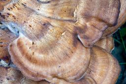 Meripilus giganteus