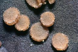 Anthracobia rehmii