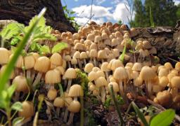 Coprinellus disseminatus