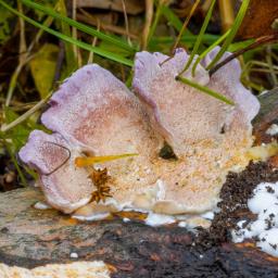 Trichaptum biforme