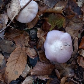 Lepista glaucocana