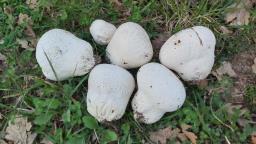 Bovistella utriformis