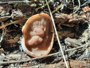 Discina ancilis