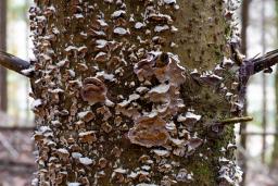Trichaptum abietinum