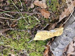 Laeticutis cristata