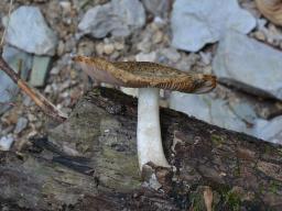 Cystoagaricus lepidotoides