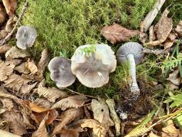 Tricholoma terreum