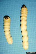 Anoplophora glabripennis
