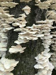 Trametes pubescens