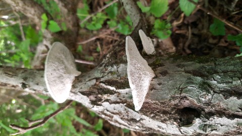 Daedaleopsis confragosa