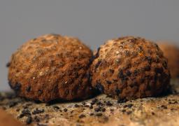 Hypoxylon howeanum