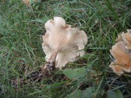 Infundibulicybe costata