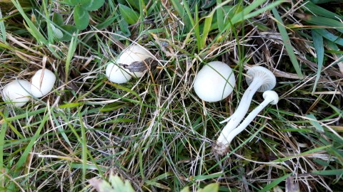 Cuphophyllus virgineus