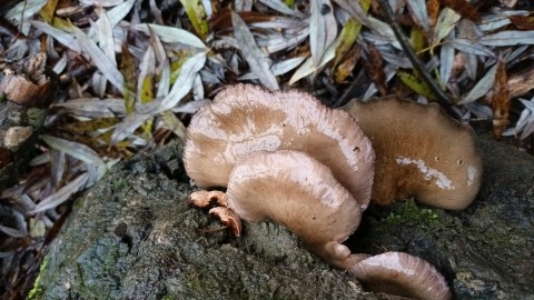 Sarcomyxa serotina