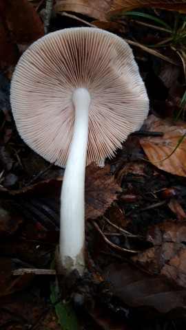 Volvariella taylorii