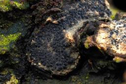 Camaropella lutea