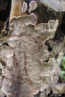 Stereum rugosum